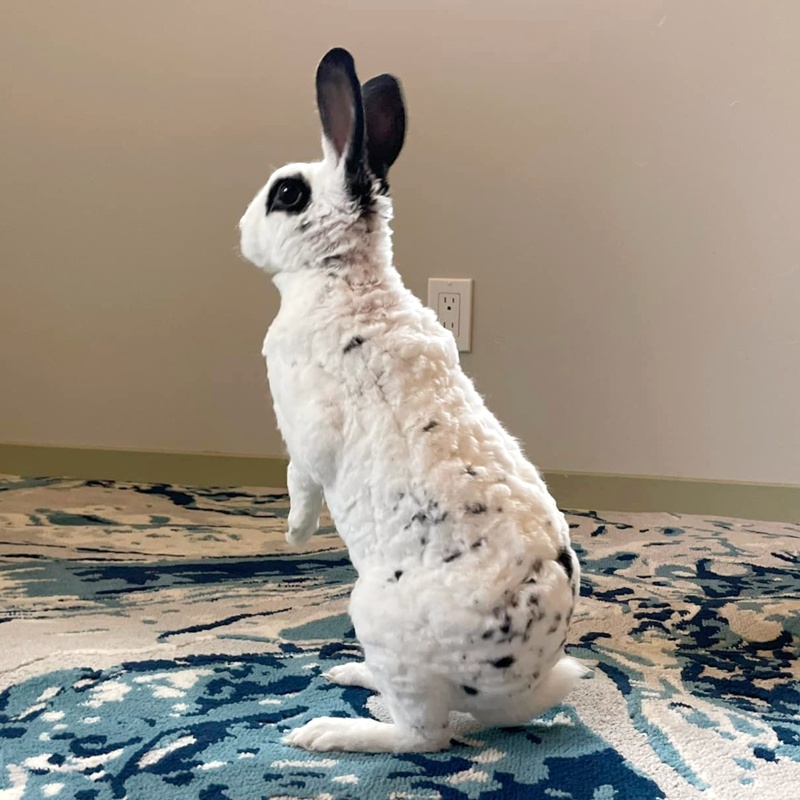A Mini Rex with a rare Astrex (wavy-haired) coat and broken black coloring.