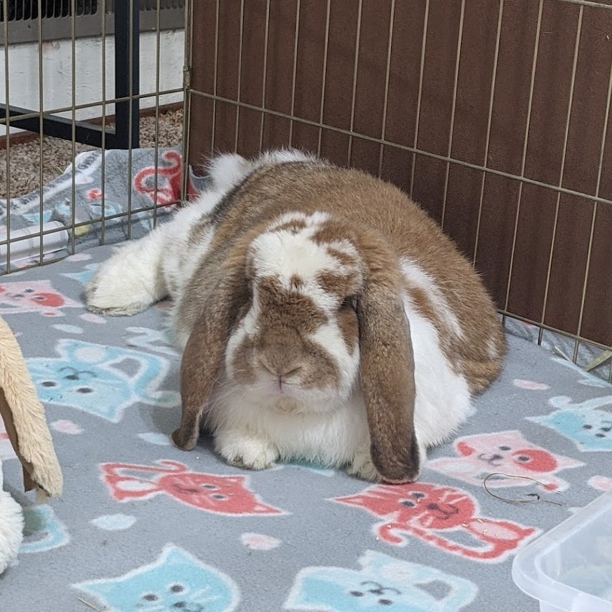 A purebred French lop with broken orange coloring.
