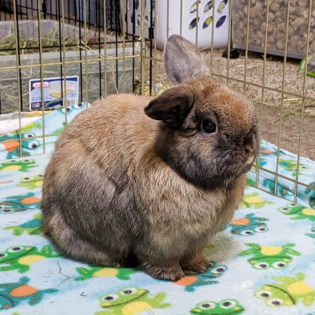 A purebred Holland Lop with black tort coloring.