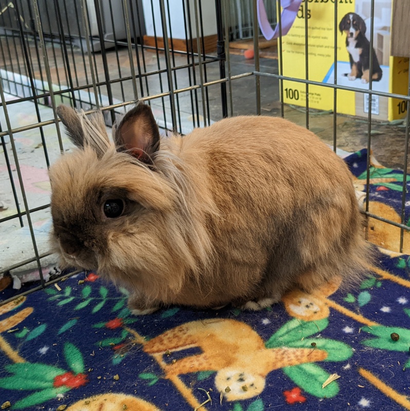 A purebred lionhead with black tort coloring.