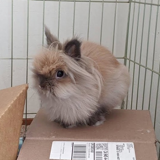 A purebred lionhead with black tort coloring.