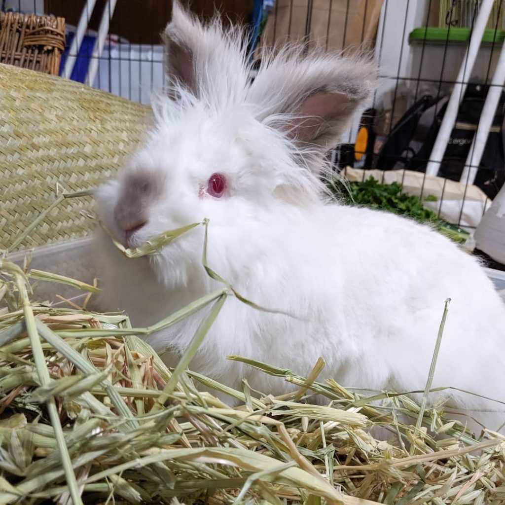 A lionhead mix with pointed white coloring.