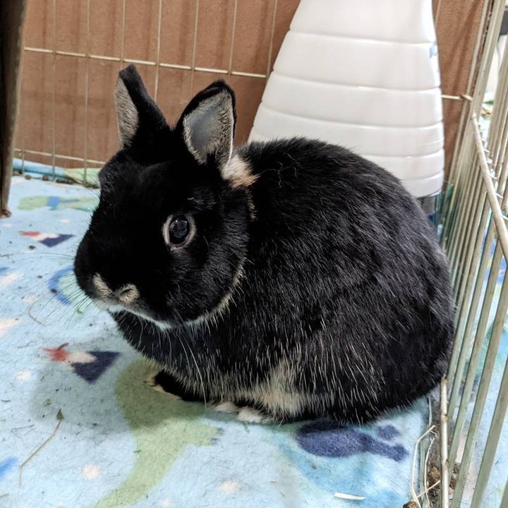A purebred Netherland Dwarf with black otter coloring.