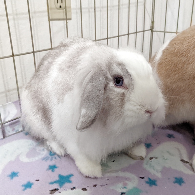 A lionhead lop mix with Vienna-marked coloring.